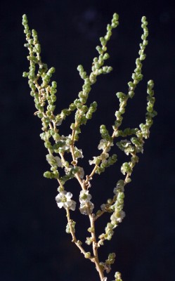 מלחית עדינה Salsola incanescens C.A.Mey.
