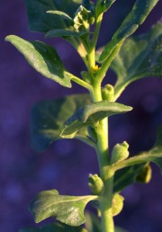ענף נושא עלים בשרניים ובחיקם פרחים ופירות. הצמח גדל בעיקר בחגורת רסס הים-התיכון.