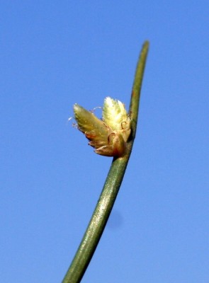גומא חלקלק Cyperus laevigatus L.