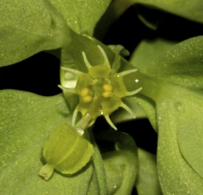 חלבלוב מצוי Euphorbia peplus L.