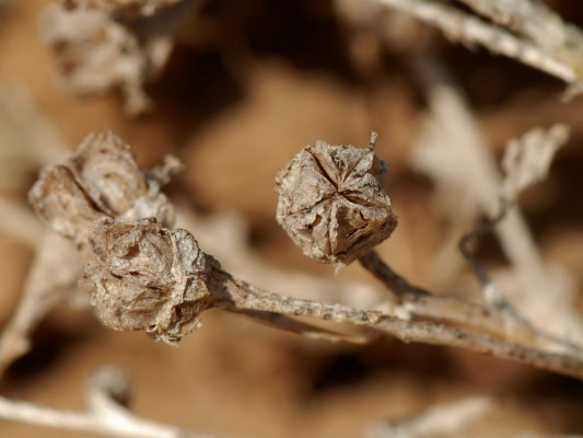אהל הגבישים Mesembryanthemum crystallinum L.