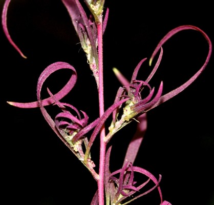 קוכיית המכבד Bassia scoparia (L.) A.J.Scott