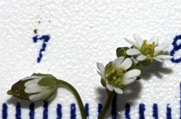 Erophila minima C.A.Mey.