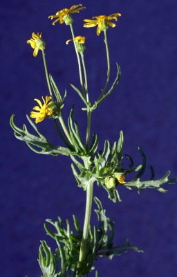 סביון הערבות Senecio glaucus subsp. coronopifolius (Maire) C. Alexander L.