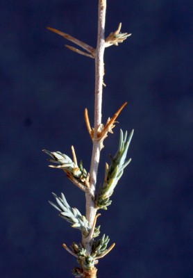 נואית קוצנית Noaea mucronata (Forssk.) Asch. & Schweinf.