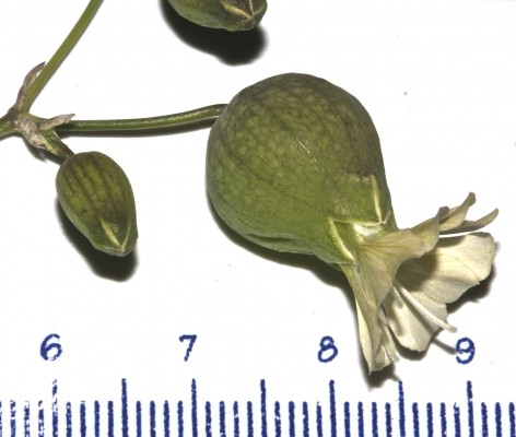 ציפורנית נפוחה Silene vulgaris (Moench) Garcke