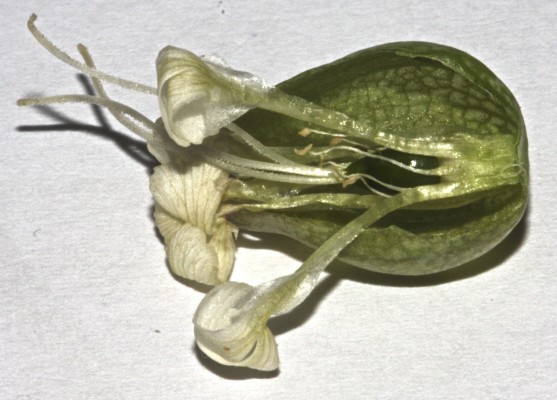 ציפורנית נפוחה Silene vulgaris (Moench) Garcke