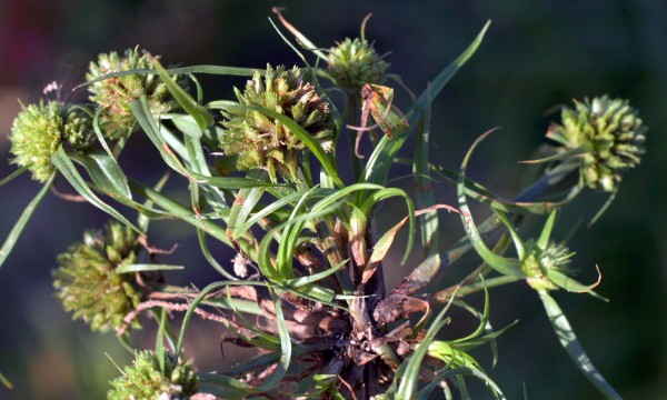 גומא ננסי Cyperus michelianus (L.) Delile