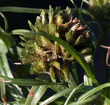 גומא ננסי Cyperus michelianus (L.) Delile