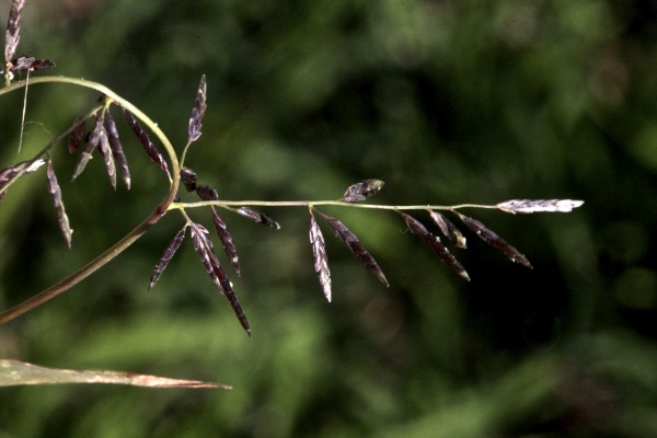 בן-חילף נמוך Eragrostis barrelieri Daveau
