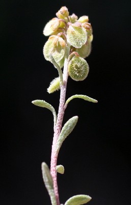 תריסנית מלולה Clypeola jonthlaspi L.