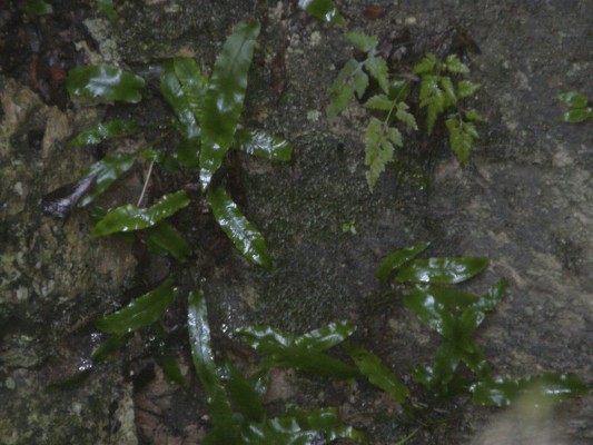 גריזית אירופית Asplenium scolopendrium L.