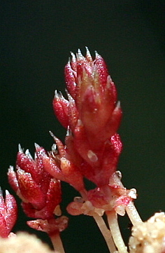 קרסולה מכונפת Crassula alata (Viv.) A.Berger