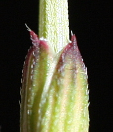 מקור-חסידה גזור Erodium cicutarium (L.) L'Her.