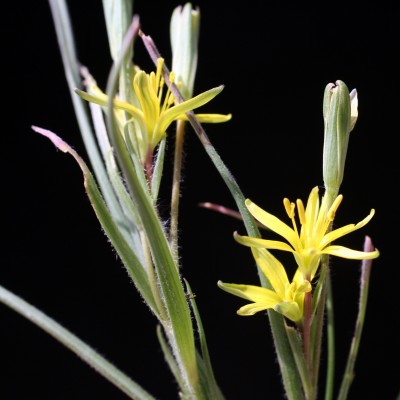 Gagea chlorantha (M.Bieb.) Schult. & Schult.f.