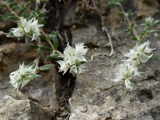 אלמוות הקרקפות Paronychia capitata (L.) Lam.