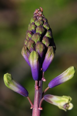 זמזומית סגולה Bellevalia trifoliata (Ten.) Kunth