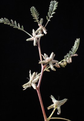 Astragalus tribuloides Delile