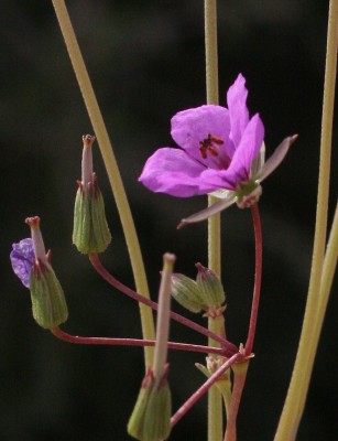 מקור-חסידה קירח Erodium glaucophyllum (L.) L'Her.