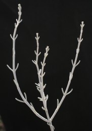 הצמח הבוגר בעל עלים גליליים ברורים בכל מפרק.