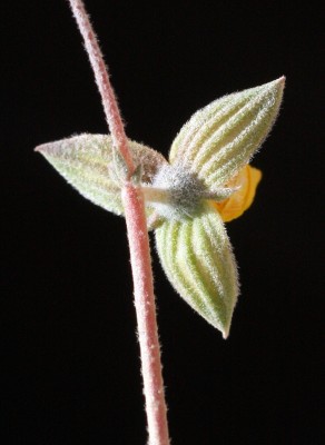שמשון המדבר Helianthemum sancti-antonii Schweinf. ex Boiss.