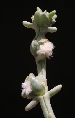 יפרוק זיפני Anabasis setifera Moq.