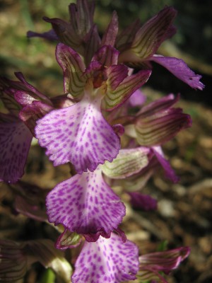 Anacamptis papilionacea (L.) R.M.Bateman, Pridgeon & M.W.Chase