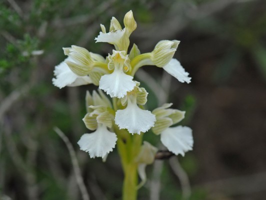Anacamptis papilionacea (L.) R.M.Bateman, Pridgeon & M.W.Chase