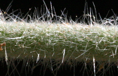אפרורית מצויה Glinus lotoides L.
