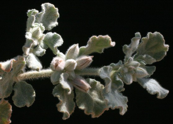 אפרורית מצויה Glinus lotoides L.