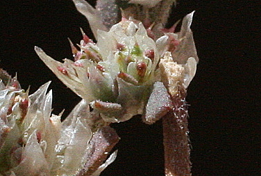 אלמוות ערבי Paronychia arabica (L.) DC.