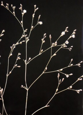 פריינית קירחת Polycarpaea robbairea (Kuntze) Greuter & Burdet