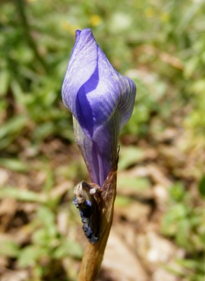 Moraea sisyrinchium (L.) Ker-Gawler