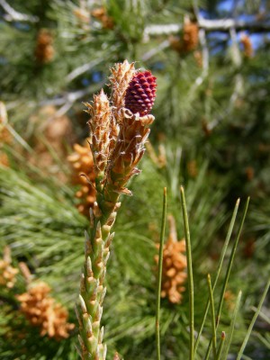 Pinus halepensis Mill.