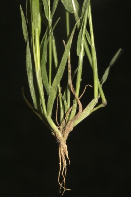 דגנין גמוד Rostraria pumila (Desf.) Tzvelev