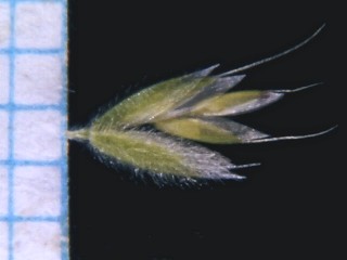 דגנין גמוד Rostraria pumila (Desf.) Tzvelev
