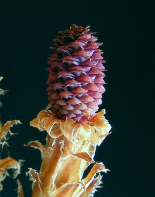 Pinus halepensis Mill.
