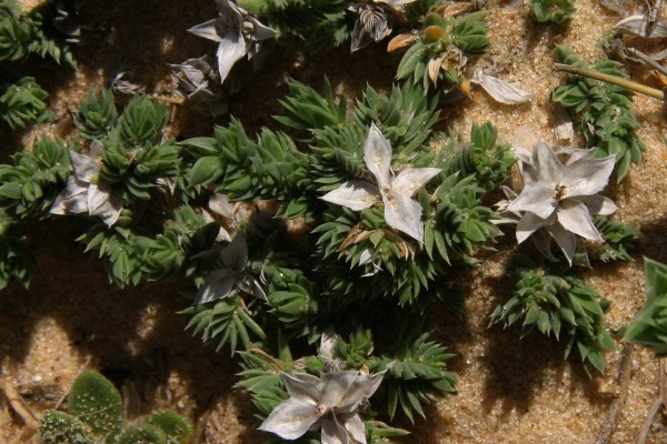 צלבית החוף Crucianella maritima L.