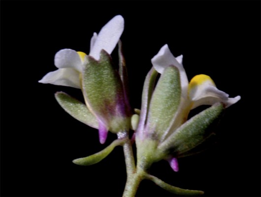 פשתנית מלבינה Linaria albifrons (Sm.) Spreng.