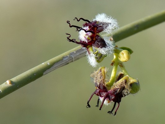 Periploca aphylla Decne.