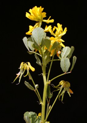 גרגרנית סורית Trigonella caelesyriaca Boiss.