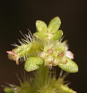 חגווית שעירה Valantia hispida L.