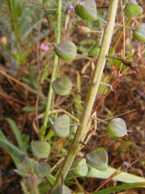 מצילות מצויצות Leopoldia comosa (L.) Parl.