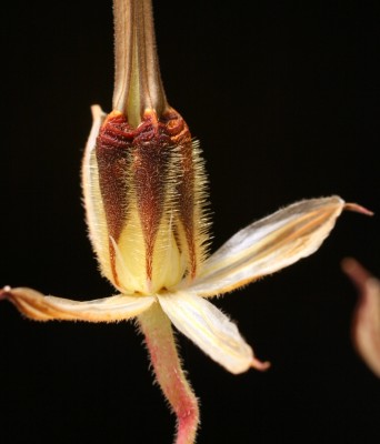 מקור-חסידה גדול Erodium gruinum (L.) L'Her.