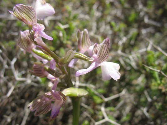 סחלב סורי Orchis syriaca Boiss. ex Baumann & Kuenkele