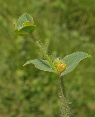 חלבלוב משונשן Euphorbia arguta Banks & Sol.