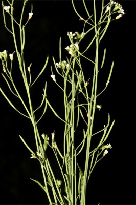 תודרנית לבנה Arabidopsis thaliana (L.) Heynh.