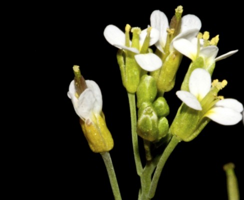 תודרנית לבנה Arabidopsis thaliana (L.) Heynh.