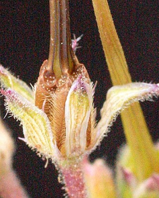 מקור-חסידה חלמיתי Erodium malacoides (L.) L'Her.