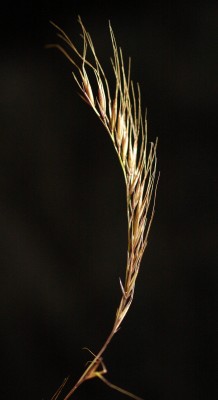 שעלב עדין Vulpia unilateralis (L.) Stace